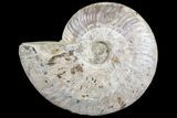 Silver Iridescent Ammonite - Madagascar #77112-1